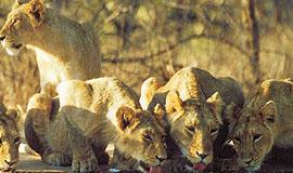  Dwarka  Sasan Gir Somnath Diu 5D