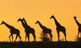 Africa Tours